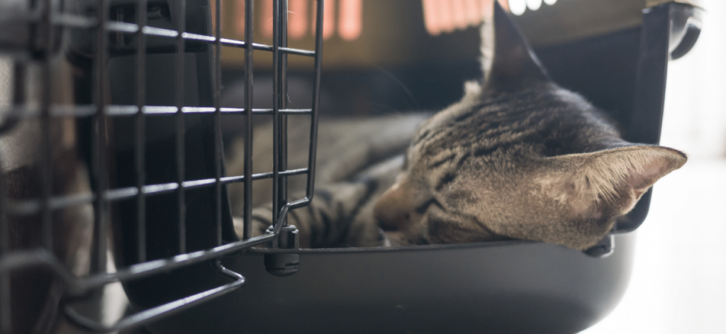 Gato dormindo na caixa de transporte